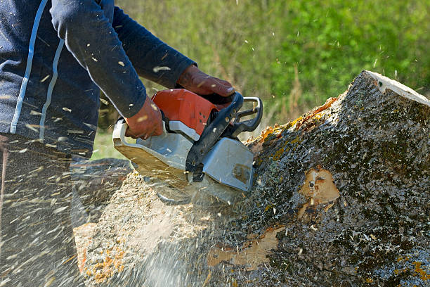 The Steps Involved in Our Tree Care Process in Coeburn, VA